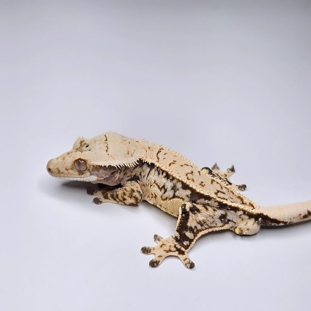 트라이