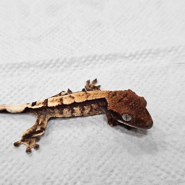 세이블