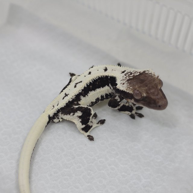 Lilly Axanthic