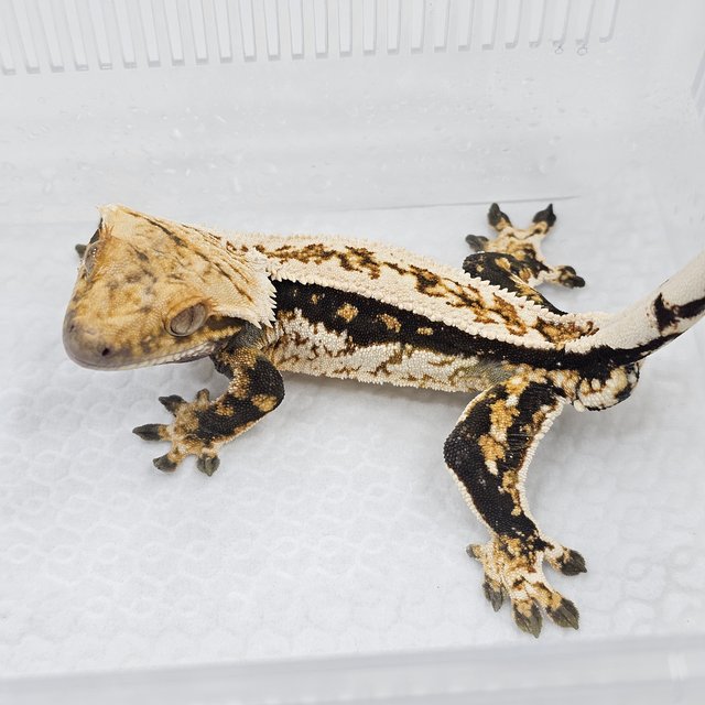 Quad Normal