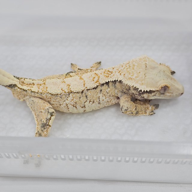 Normal Extreme Harlequin Tri