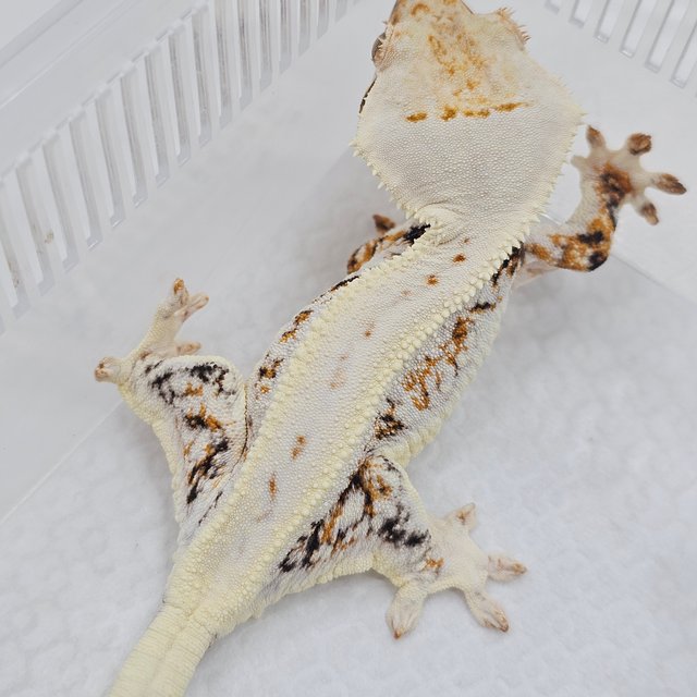 Lilly White
