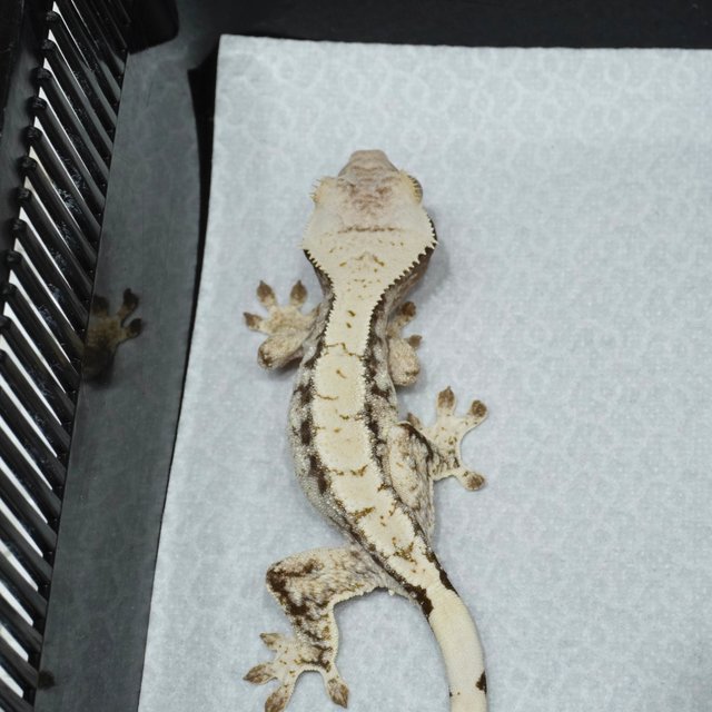 Normal White Spot Drippy