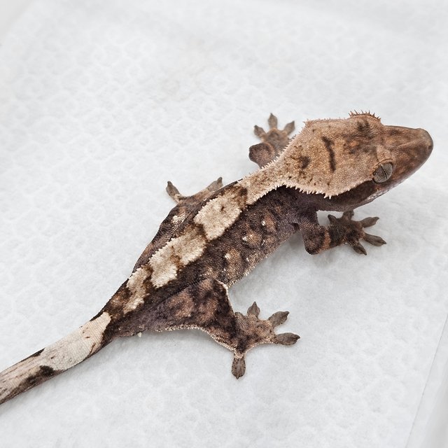Sable 100% Het Axanthic