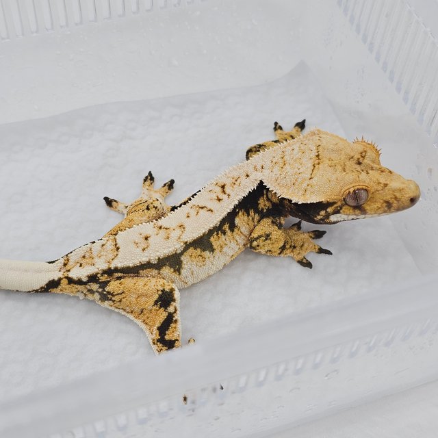 Normal Tri Extreme Harlequin