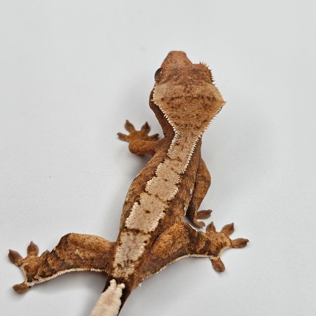 트라이