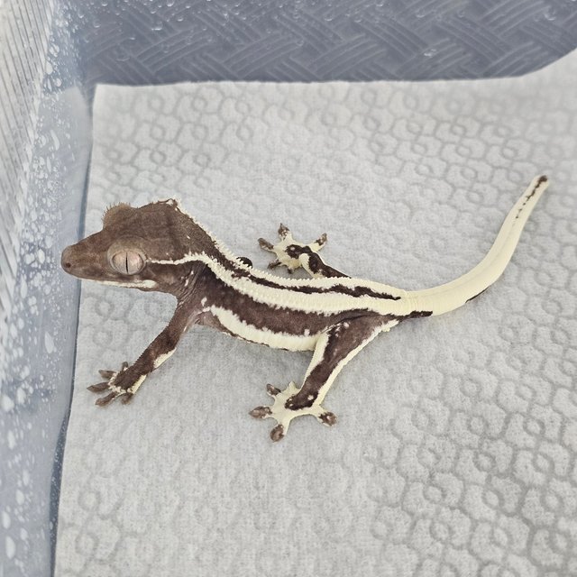 Lilly Axanthic