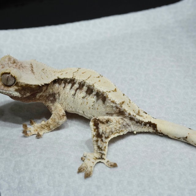 Normal White Spot Drippy