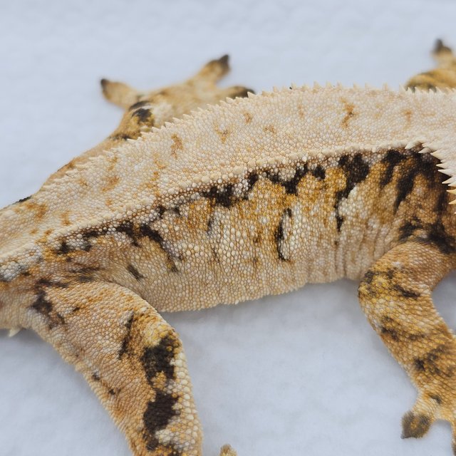 Tri Extreme Harlequin