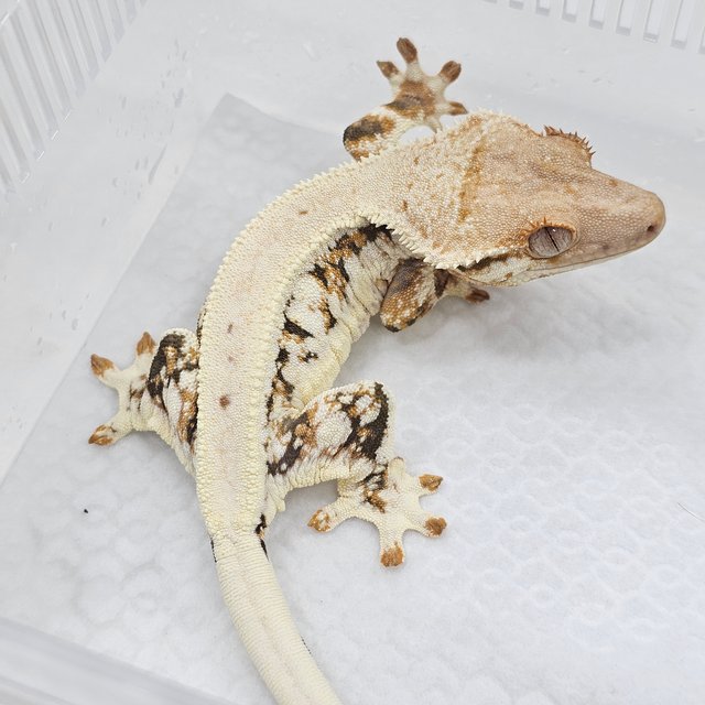 Lilly White