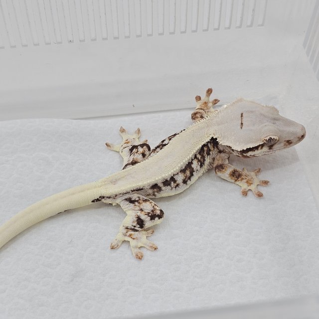 Lilly 100% Het Axanthic