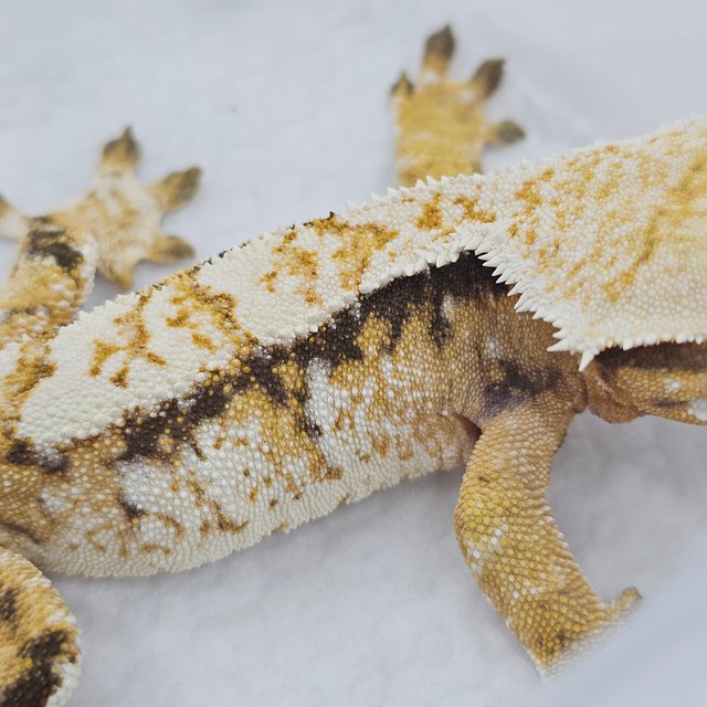 Normal Tri Extreme Harlequin