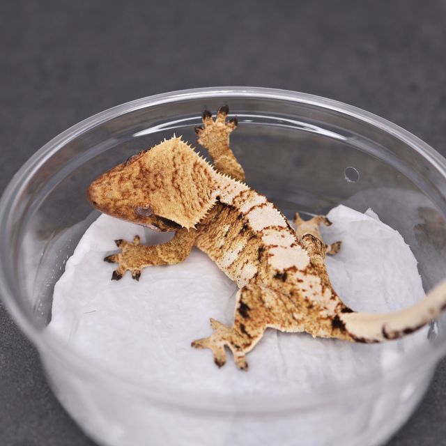 Tri Extreme Harlequin