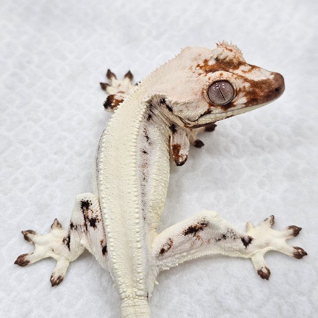 Lilly White Sable