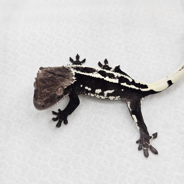 Axanthic