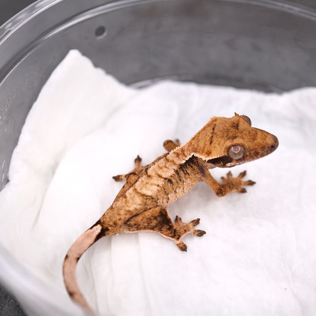 트라이 익스트림할리퀸