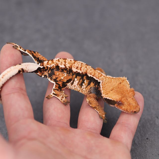 바브 텐저린 트라이 익스트림할리퀸