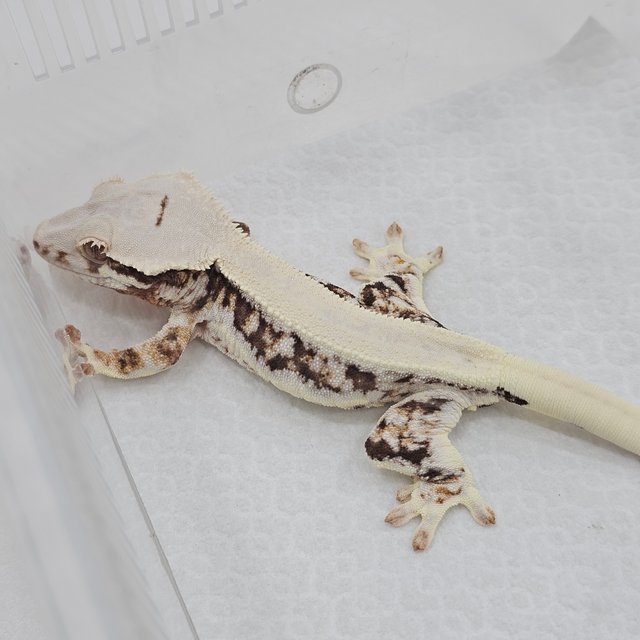 Lilly 100% Het Axanthic