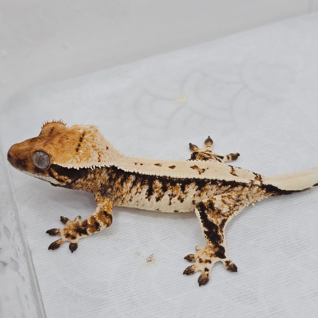 Normal Tri Pinstripe Extreme Harlequin White Crown White Pin
