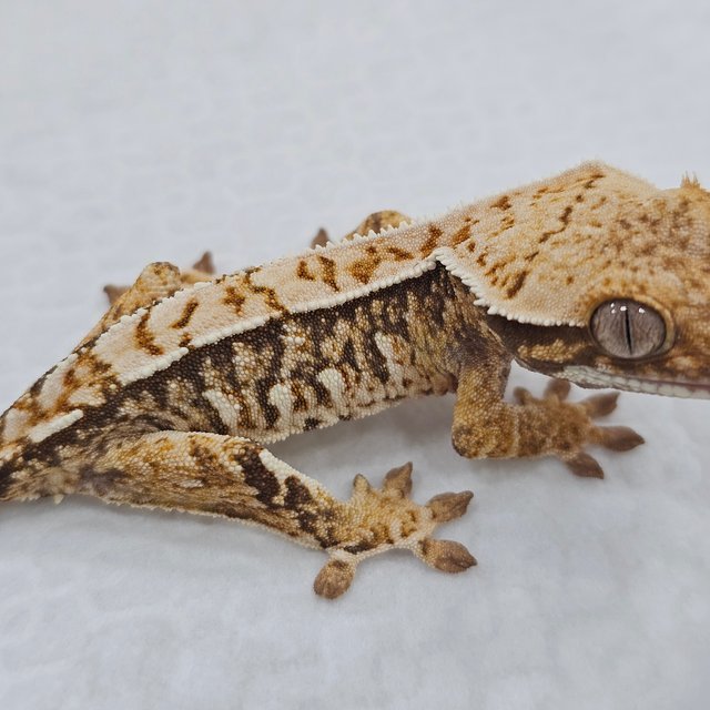 Normal Tri Pinstripe Extreme Harlequin