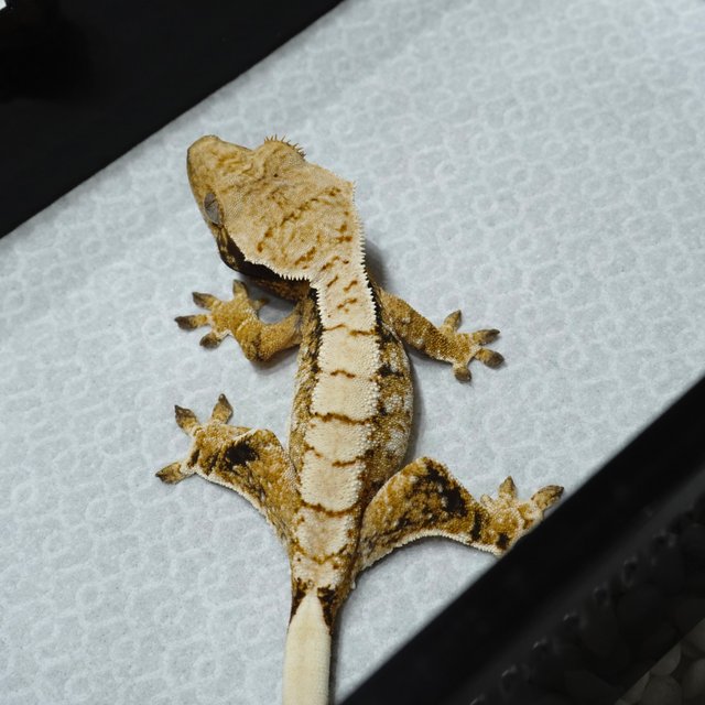 Normal Harlequin Tri Extreme Harlequin