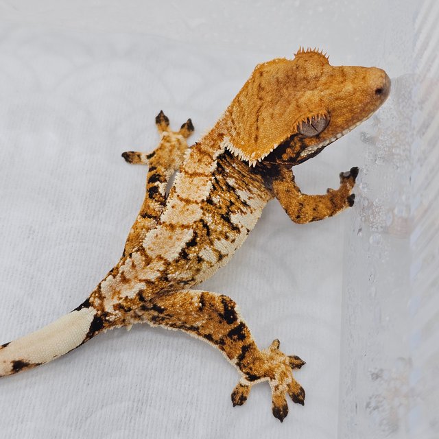Normal Tri Extreme Harlequin Tangerine