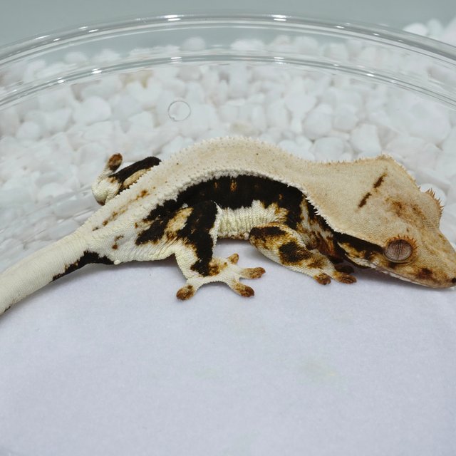 Lilly 100% Het Axanthic