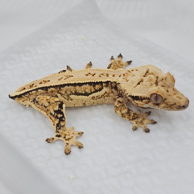Normal Tri Full Pinstripe Quad