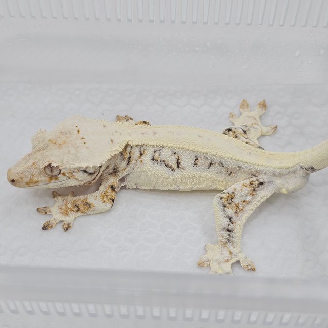 Lilly White