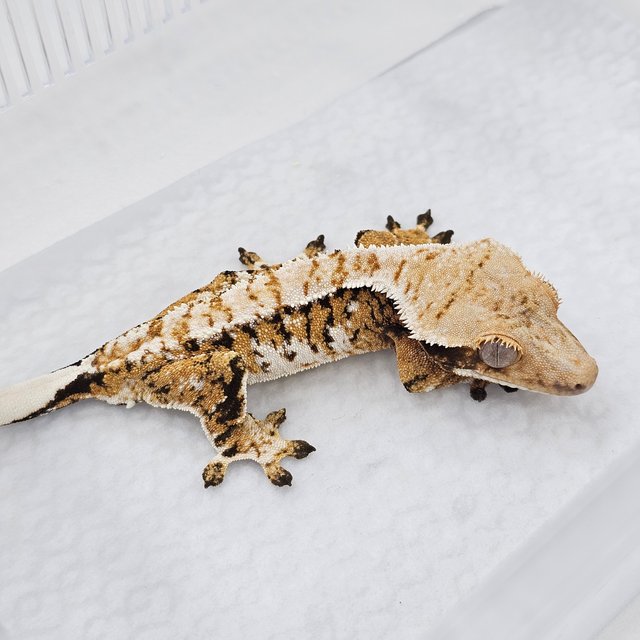 Extreme Harlequin Normal Tri