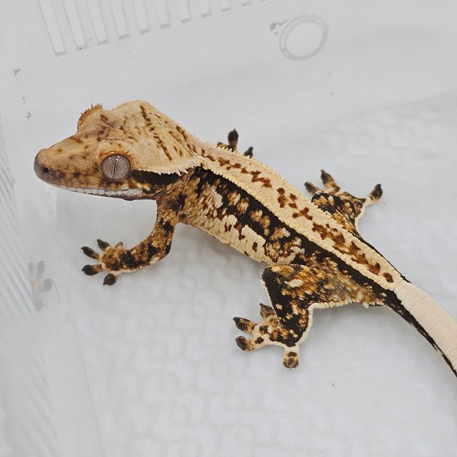 Normal Tri Full Pinstripe Quad
