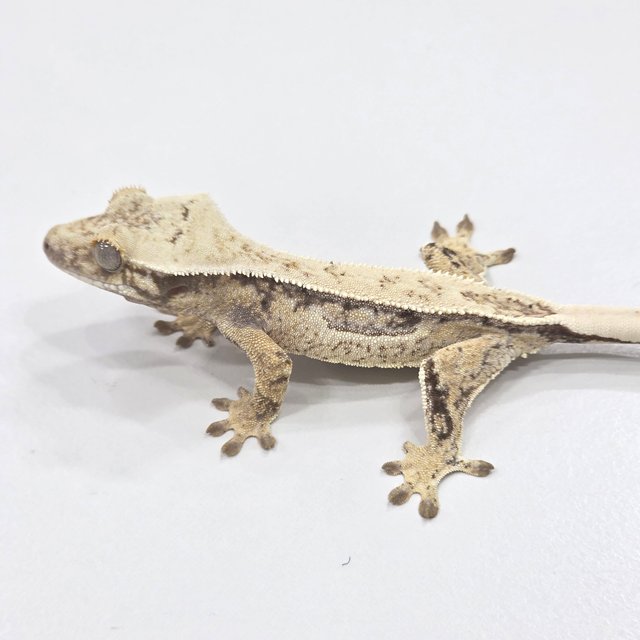 Quad Normal