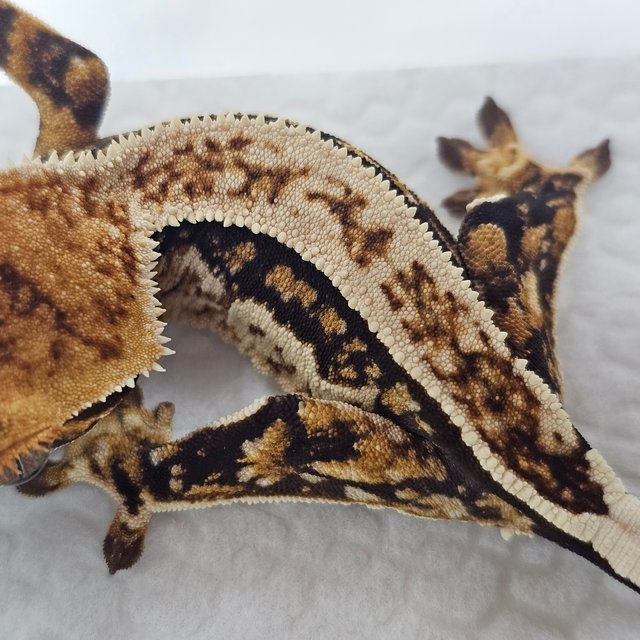 Quad Normal