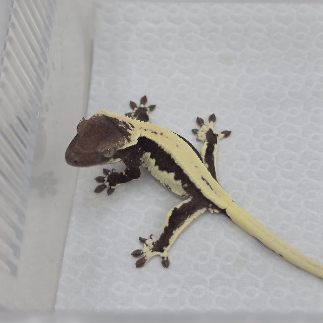 Lilly Axanthic