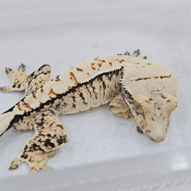 Tri Extreme Harlequin Normal
