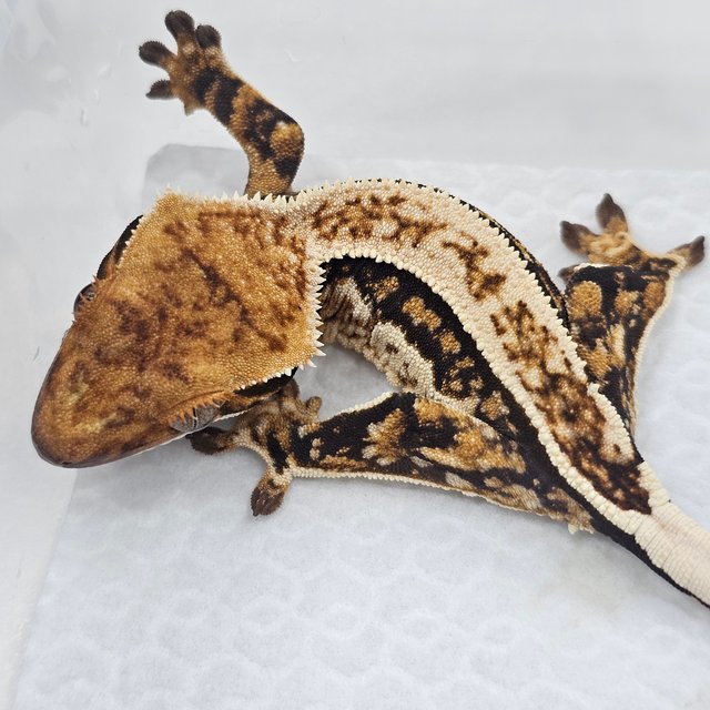 Quad Normal