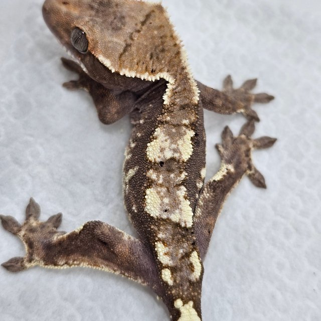 Sable 100% Het Axanthic
