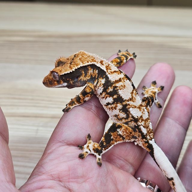 트라이