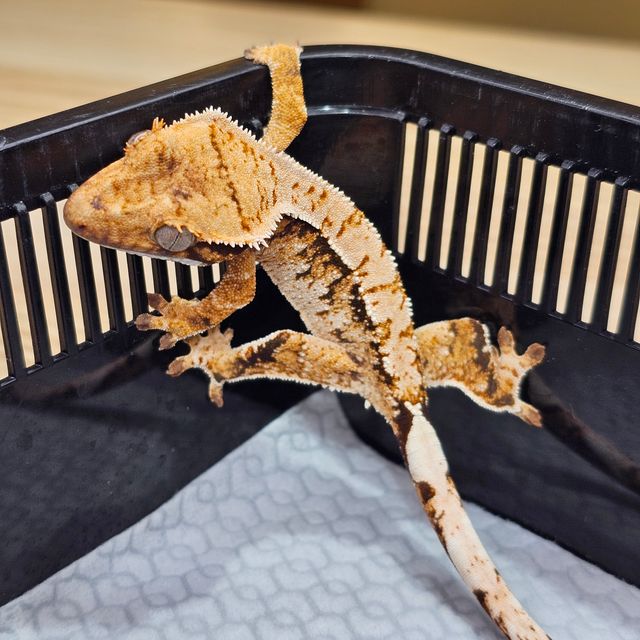트라이
