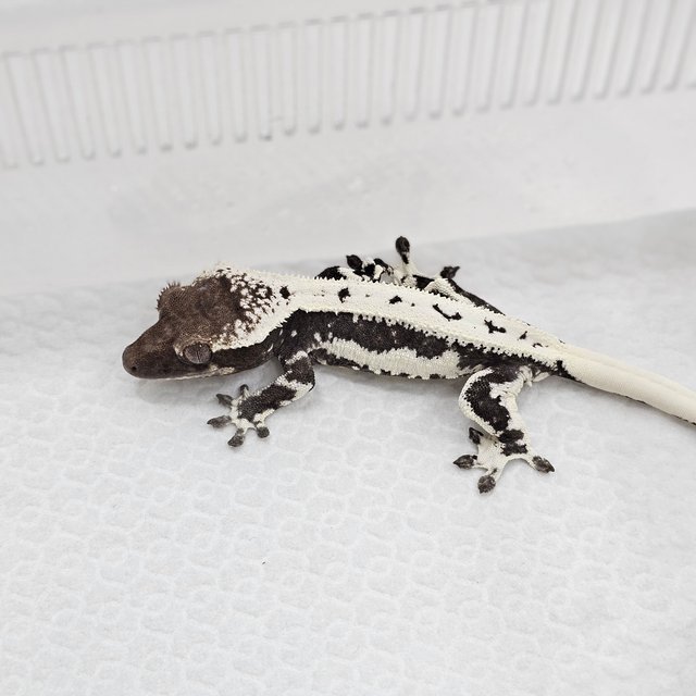 Lilly Axanthic