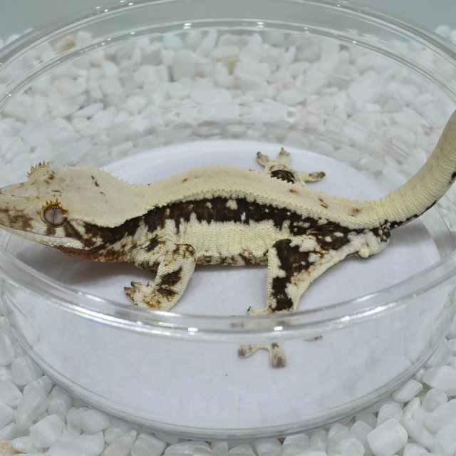 Lilly 100% Het Axanthic