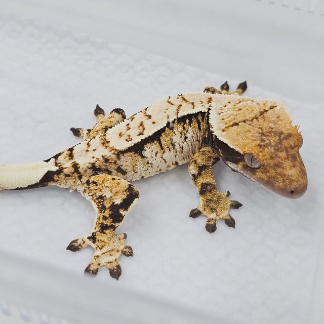 Normal Tri Extreme Harlequin