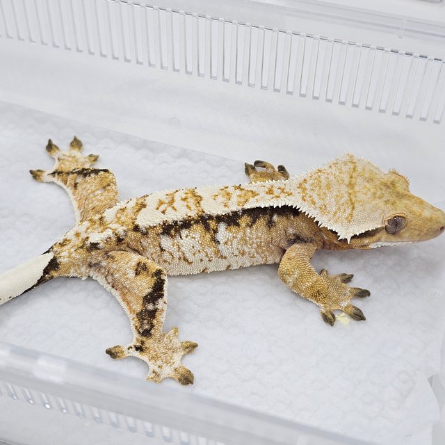Normal Tri Extreme Harlequin
