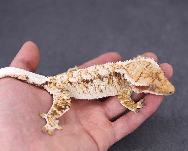 Normal Tri Extreme Harlequin White Spot White Crown