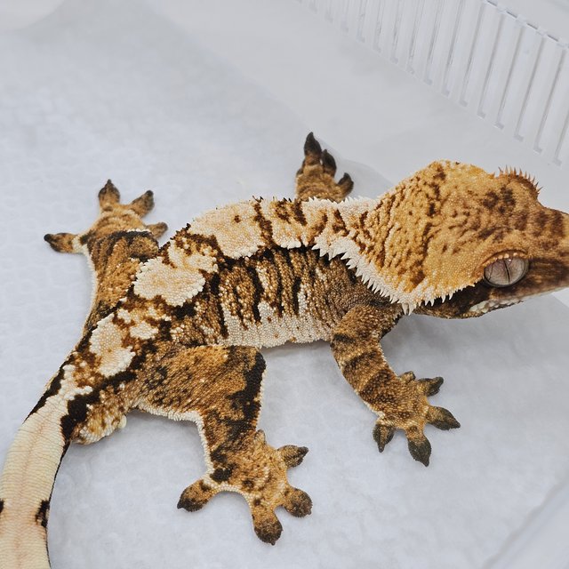 Normal Tri Extreme Harlequin White Crown