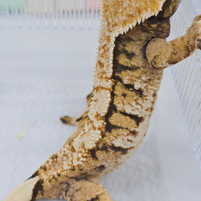 Tri Normal Extreme Harlequin