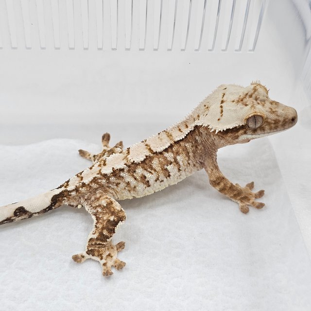 Cream