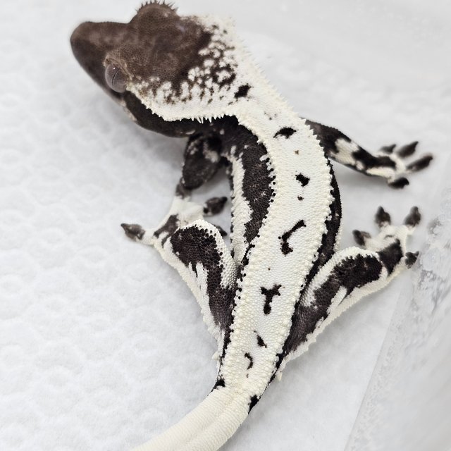 Lilly Axanthic