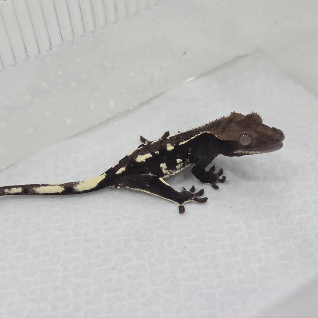 Axanthic