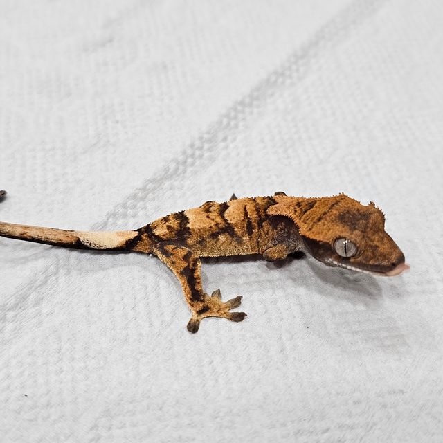 세이블